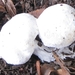 fungi (18)