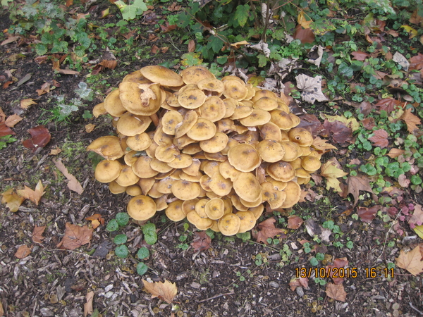 fungi (19)