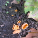 fungi (20)