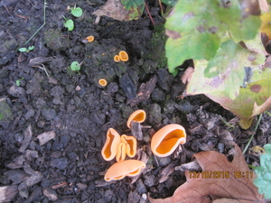 fungi (20)