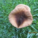 fungi (21)