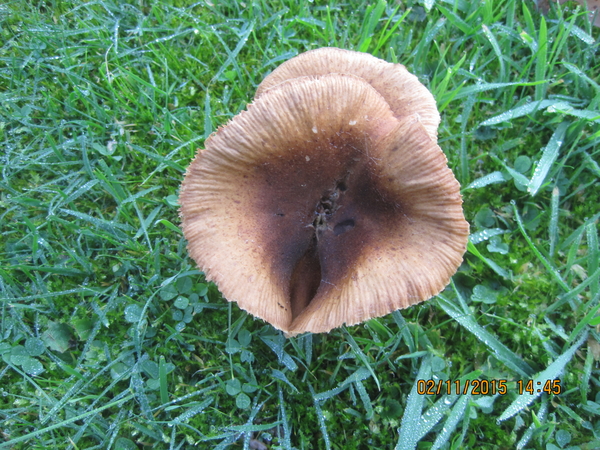 fungi (21)