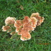 fungi (22)