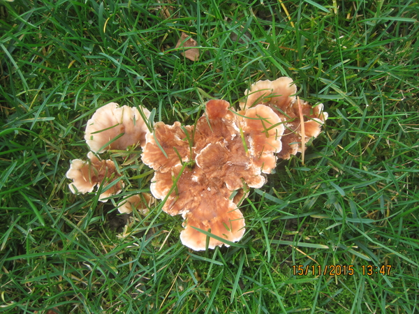 fungi (22)