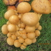 fungi (23)