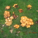 fungi (24)