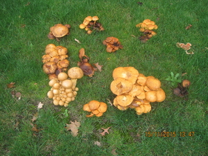 fungi (24)