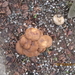 fungi (25)