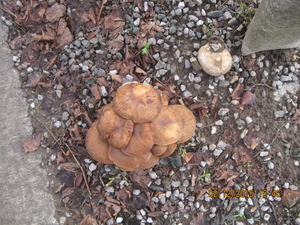 fungi (25)