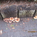 fungi (26)