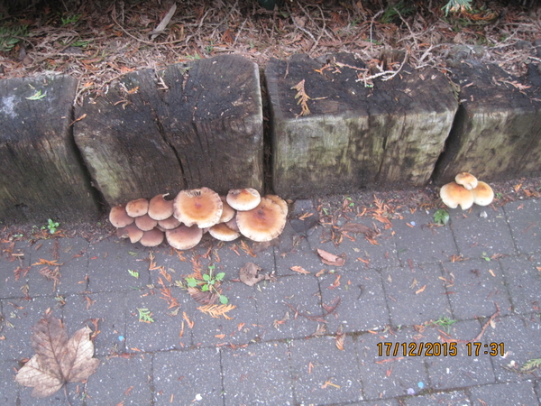 fungi (26)