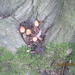 fungi (27)