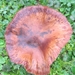 Fungi (29)