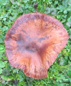 Fungi (29)