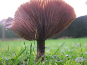 Fungi (30)