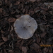 Fungi (34)