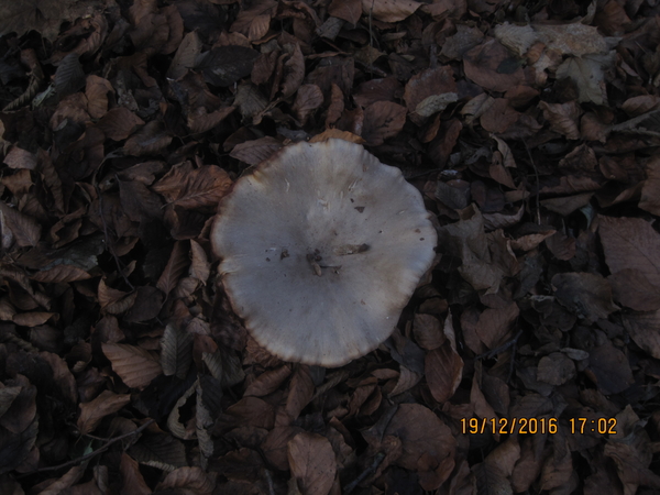 Fungi (34)