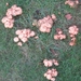 Fungi (35)