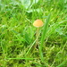 Fungi (38)