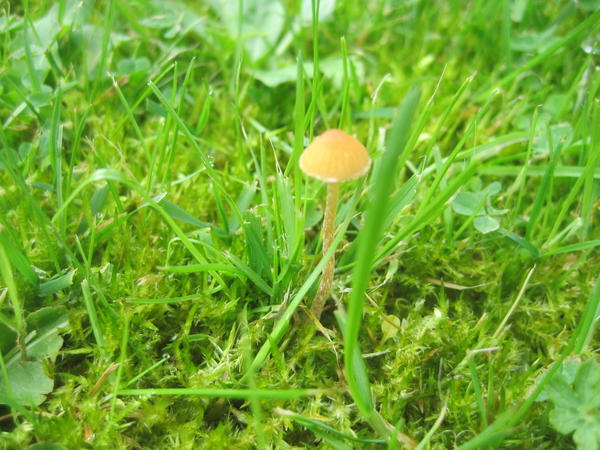 Fungi (38)