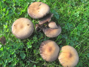 Fungi (41)