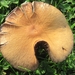 Fungi (42)