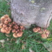 Fungi (47)