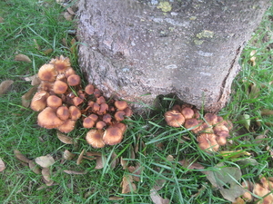 Fungi (47)