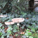 Fungi (59)