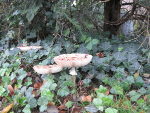 Fungi (59)