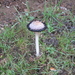 Fungi (62)