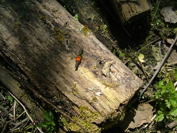 Fungi Gewimperd bekerzw. (2)