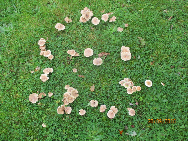 Fungi Heksenkring