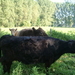 Galloways (2)