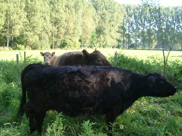 Galloways (2)