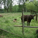 Galloways (3)