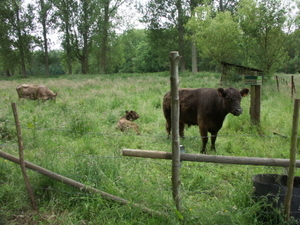 Galloways (3)