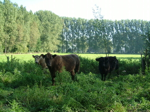 Galloways