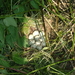 Nest (2)