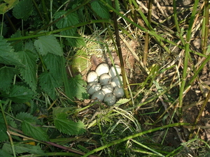 Nest (2)