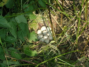 Nest (3)