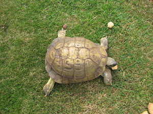 Schildpad 001