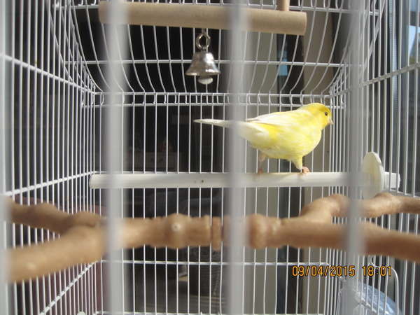 Tweety (2)