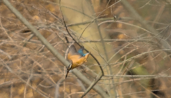 V Ijsvogel