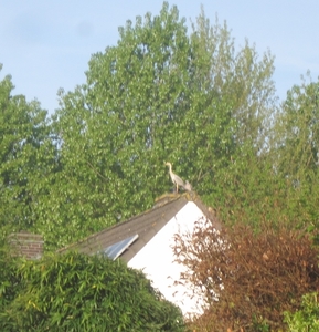 V Reiger op dak Joan