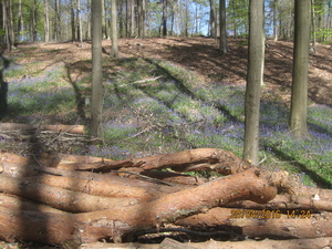 Z Hallerbos (3)