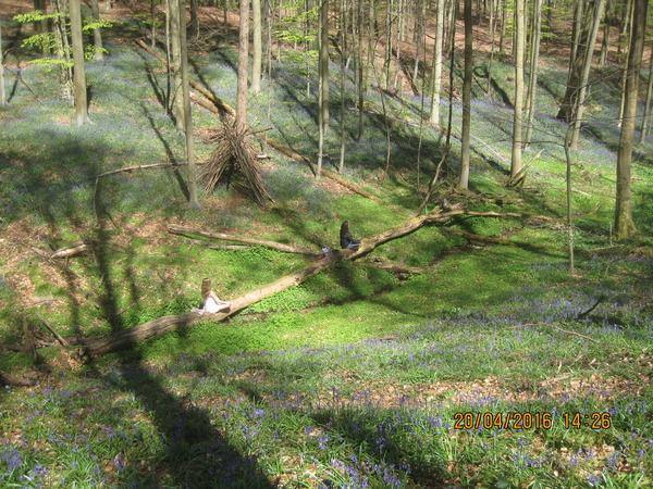 Z Hallerbos (4)