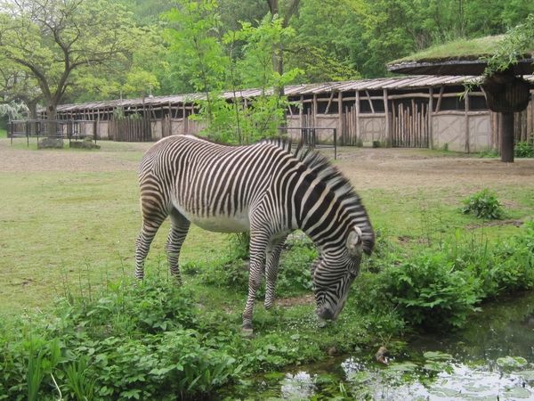 zebra