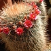 cactus 16 (Small)