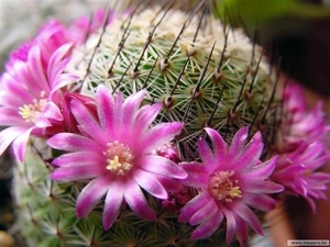 cactus 36 (Small)